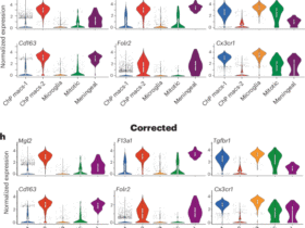 Publisher Correction: Diversity and immune dynamics of choroid plexus macrophages are shaped by distinct developmental origins