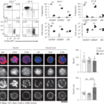 RUNX phosphorylation specifies CD8+ T cell lineage during positive selection