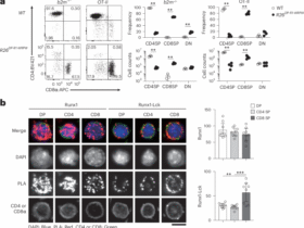 RUNX phosphorylation specifies CD8+ T cell lineage during positive selection