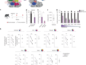 Rapid elicitation of neutralizing Asn332-glycan-independent antibodies to the V3-glycan epitope of HIV-1 Env in nonhuman primates