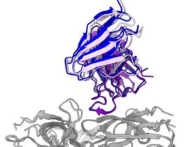 Rapidly acquired HIV-1 neutralization breadth in a rhesus V2 apex knockin mouse model after a single bolus immunization | Science Immunology
