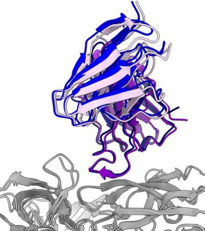 Rapidly acquired HIV-1 neutralization breadth in a rhesus V2 apex knockin mouse model after a single bolus immunization | Science Immunology