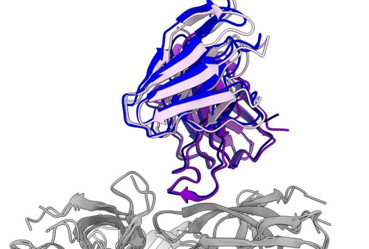 Rapidly acquired HIV-1 neutralization breadth in a rhesus V2 apex knockin mouse model after a single bolus immunization | Science Immunology
