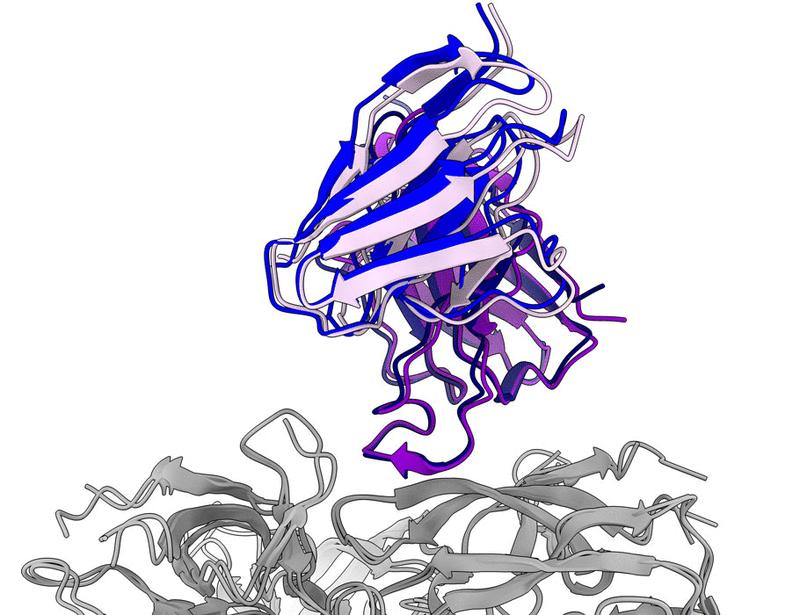 Rapidly acquired HIV-1 neutralization breadth in a rhesus V2 apex knockin mouse model after a single bolus immunization | Science Immunology