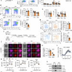 Ring finger protein 213 regulates B-cell receptor signaling, metabolism, and development in B lymphocytes