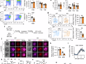 Ring finger protein 213 regulates B-cell receptor signaling, metabolism, and development in B lymphocytes