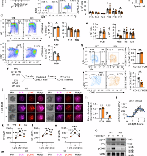 Ring finger protein 213 regulates B-cell receptor signaling, metabolism, and development in B lymphocytes