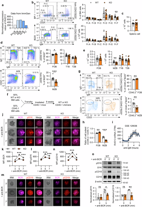 Ring finger protein 213 regulates B-cell receptor signaling, metabolism, and development in B lymphocytes