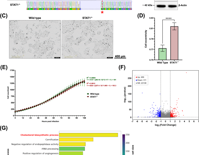 STAT1 signaling controls cholesterol metabolism in epithelial cells and RSV-induced syncytia formation