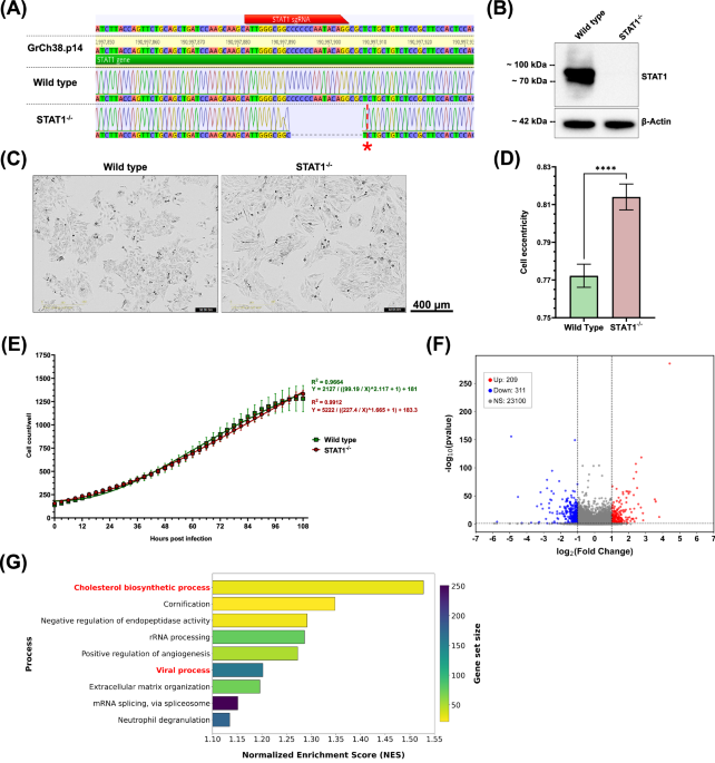 STAT1 signaling controls cholesterol metabolism in epithelial cells and RSV-induced syncytia formation