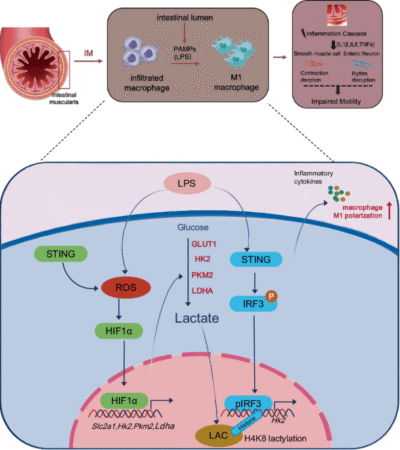 STING controls glycolysis and histone lactylation to drive macrophage metabolic reprogramming in postoperative ileus