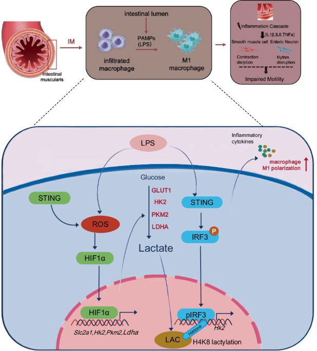 STING controls glycolysis and histone lactylation to drive macrophage metabolic reprogramming in postoperative ileus