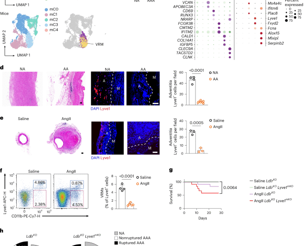 Sparcl1 mitigates abdominal aortic aneurysm through inhibiting lymphangiogenesis-mediated TLS formation
