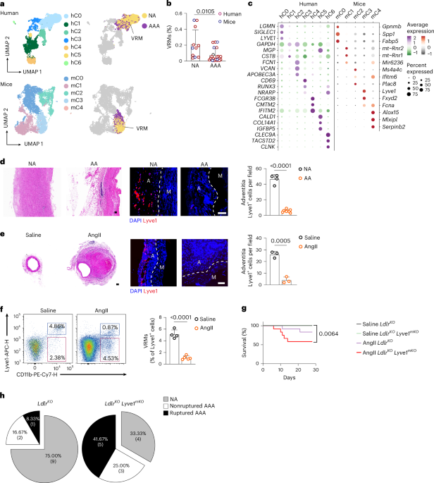 Sparcl1 mitigates abdominal aortic aneurysm through inhibiting lymphangiogenesis-mediated TLS formation