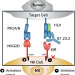 Structural mechanism of anti-MHC-I antibody blocking of inhibitory NK cell receptors in tumor immunity