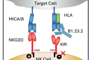 Structural mechanism of anti-MHC-I antibody blocking of inhibitory NK cell receptors in tumor immunity