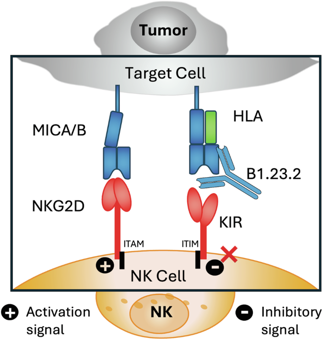 Structural mechanism of anti-MHC-I antibody blocking of inhibitory NK cell receptors in tumor immunity
