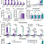 Synergistic reprogramming of the tumor immune microenvironment by Senecavirus A and STING agonist