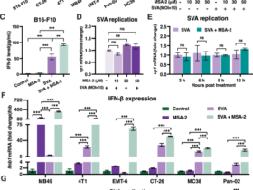 Synergistic reprogramming of the tumor immune microenvironment by Senecavirus A and STING agonist