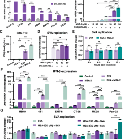 Synergistic reprogramming of the tumor immune microenvironment by Senecavirus A and STING agonist