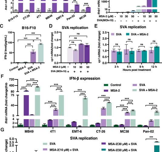 Synergistic reprogramming of the tumor immune microenvironment by Senecavirus A and STING agonist