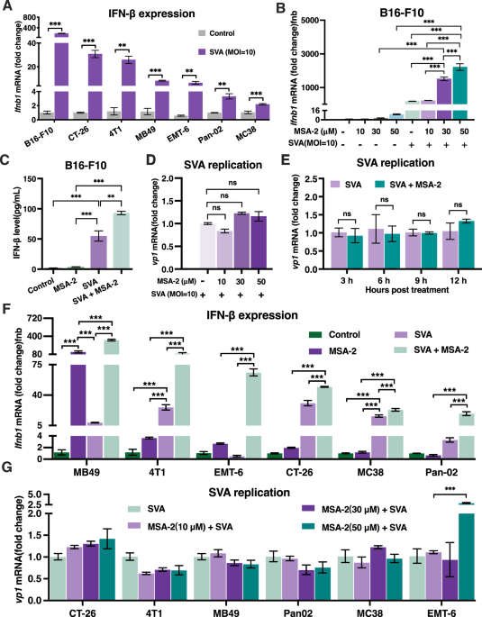 Synergistic reprogramming of the tumor immune microenvironment by Senecavirus A and STING agonist