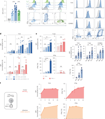 TOX drives CD4+ TH1 effector function, antitumor immunity and autoimmune pathology