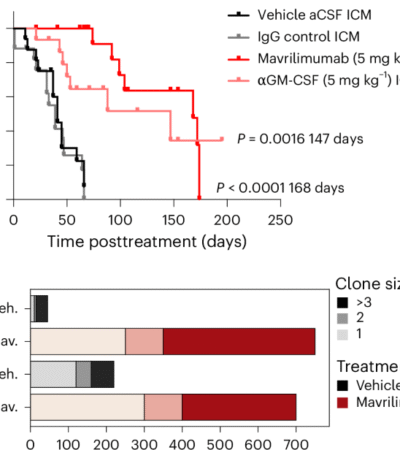 Targeting skull bone marrow hematopoiesis for the treatment of childhood brain tumors