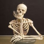 The Four Types of Bone