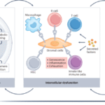 The ageing immune system as a driver of systemic ageing
