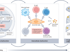 The ageing immune system as a driver of systemic ageing