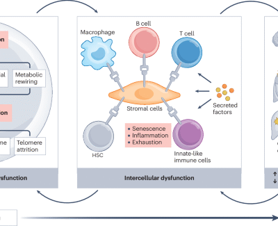 The ageing immune system as a driver of systemic ageing