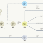 The development of innate lymphoid cells
