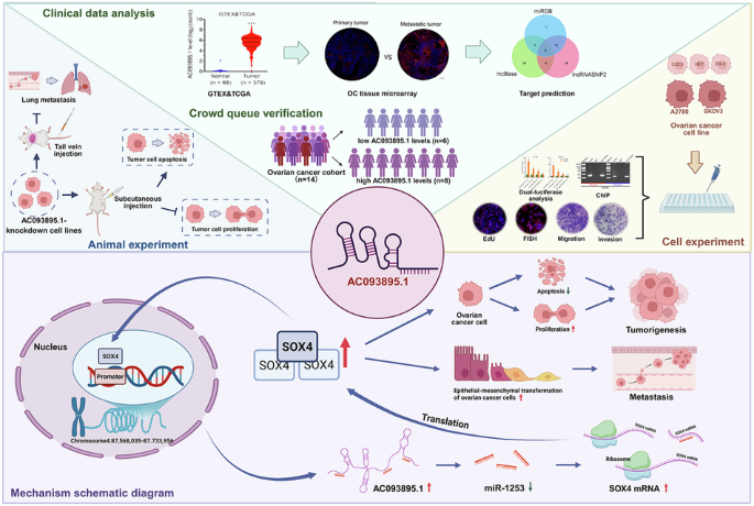 The long noncoding RNA AC093895.1 promotes ovarian cancer formation and metastasis through a positive feedback network dependent on the transcription factor SOX4