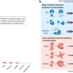 The paradox of immune systems conservation between prokaryotes and eukaryotes