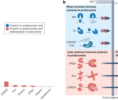 The paradox of immune systems conservation between prokaryotes and eukaryotes