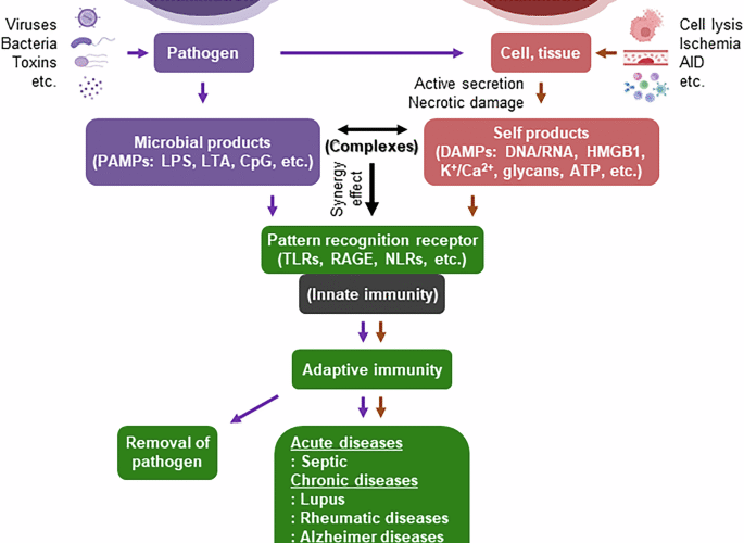 The redox-sensitive protein HMGB1: intracellular and extracellular roles