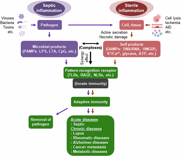 The redox-sensitive protein HMGB1: intracellular and extracellular roles