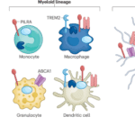 Therapeutic targeting of neuroimmune mechanisms in neurodegeneration