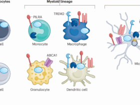 Therapeutic targeting of neuroimmune mechanisms in neurodegeneration