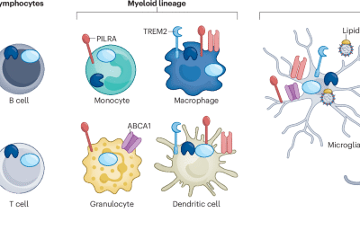 Therapeutic targeting of neuroimmune mechanisms in neurodegeneration