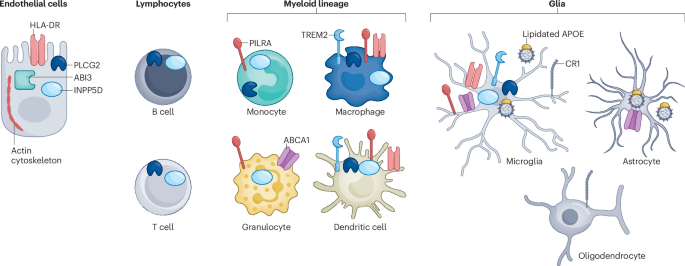 Therapeutic targeting of neuroimmune mechanisms in neurodegeneration