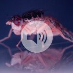 These hungry immune cells tidy sleeping flies’ brains