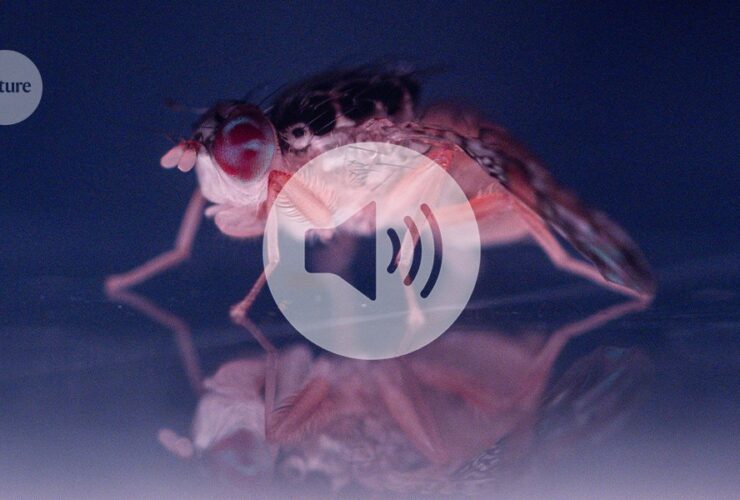 These hungry immune cells tidy sleeping flies’ brains