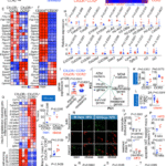 Tissue-resident macrophage survival depends on mitochondrial function regulated by SerpinB2 in chronic inflammation