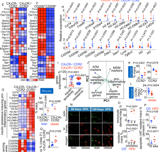 Tissue-resident macrophage survival depends on mitochondrial function regulated by SerpinB2 in chronic inflammation