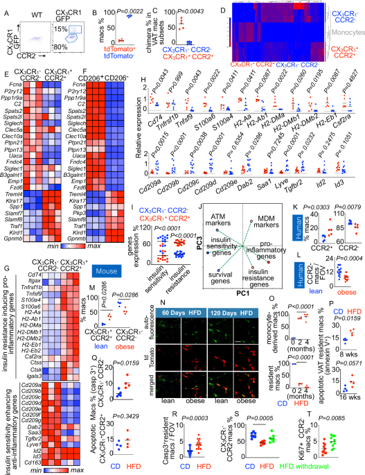 Tissue-resident macrophage survival depends on mitochondrial function regulated by SerpinB2 in chronic inflammation