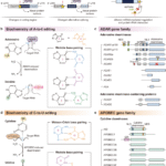 Two codes of RNA editing by deamination in human diseases
