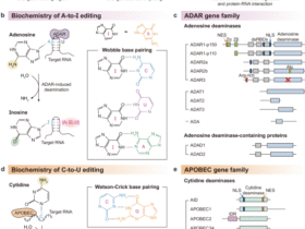 Two codes of RNA editing by deamination in human diseases