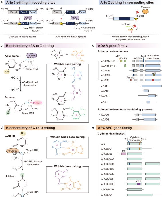 Two codes of RNA editing by deamination in human diseases